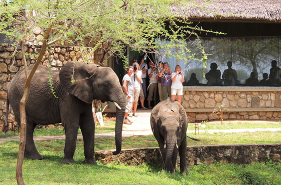 Tarangire Safari Lodge
